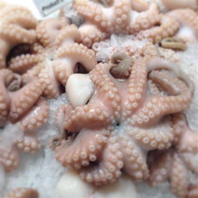 Baby Octopus