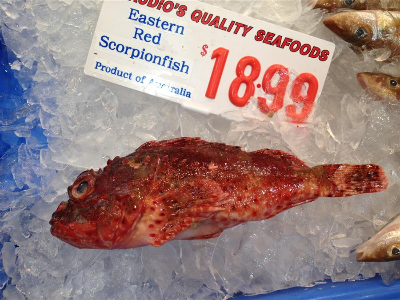 Eastern Red Scorpionfish