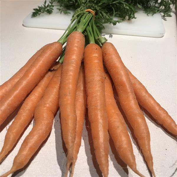 Dutch carrots with green leaves