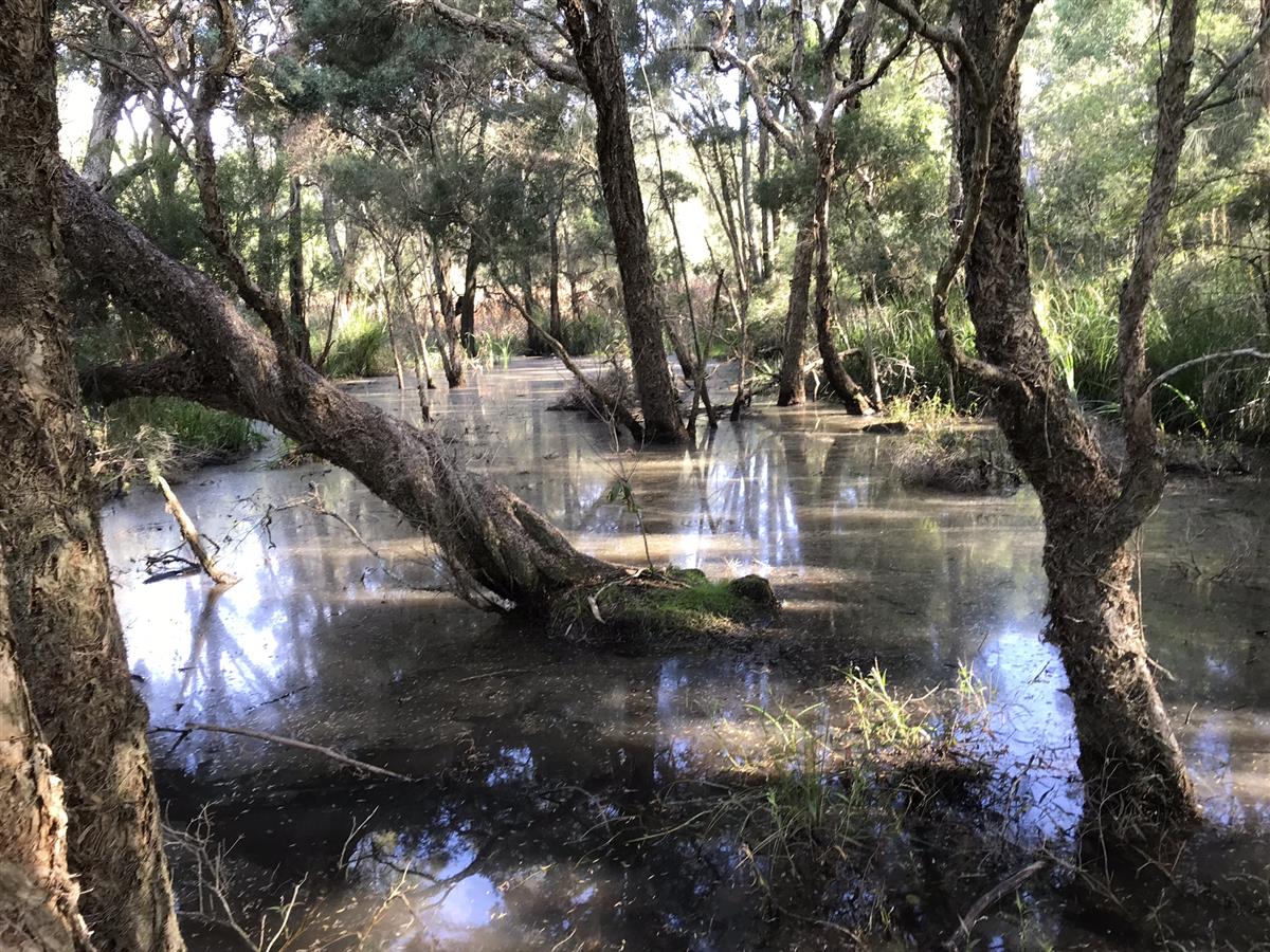 Mangroves beside path