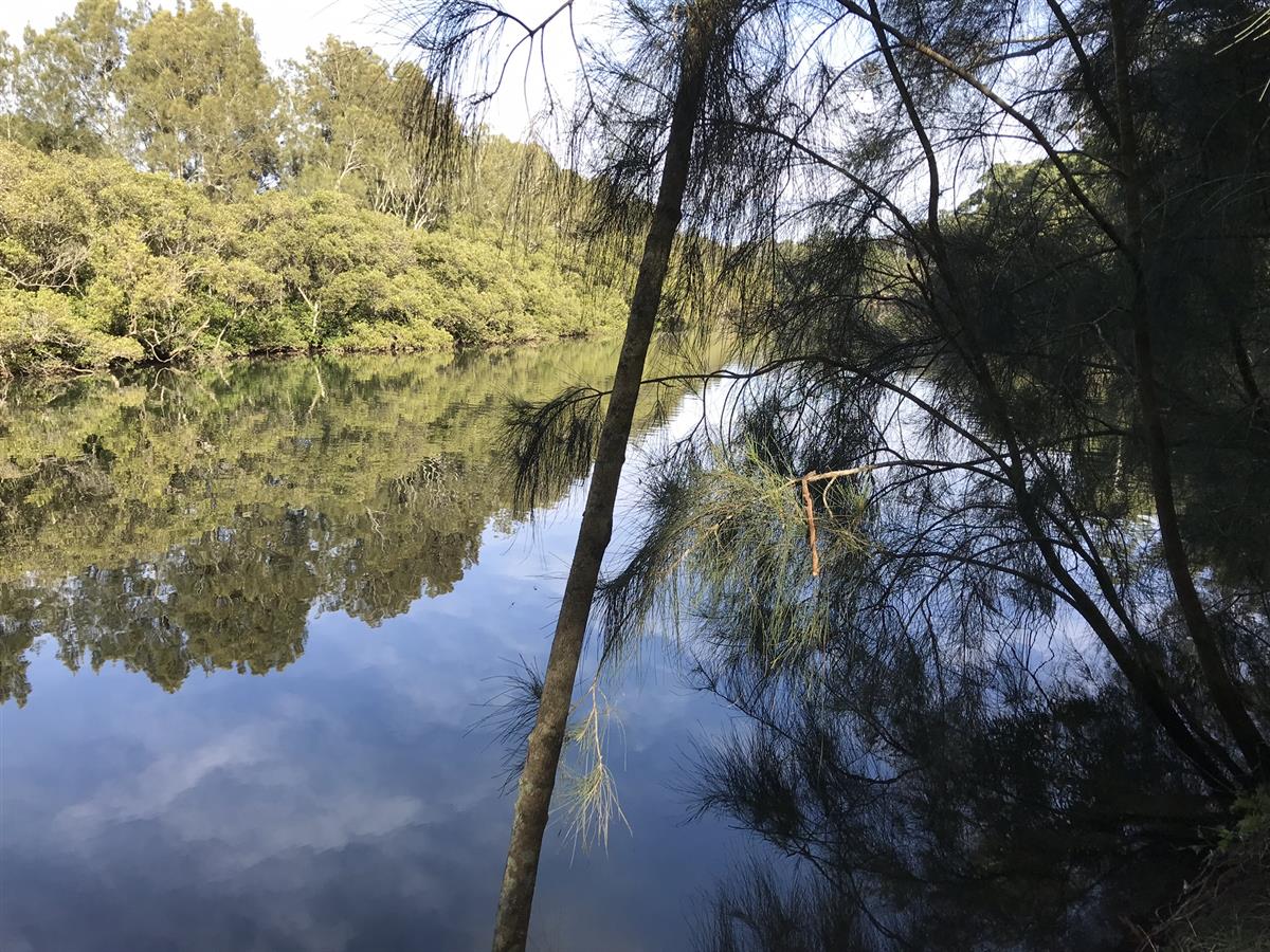 Lane Cove River view