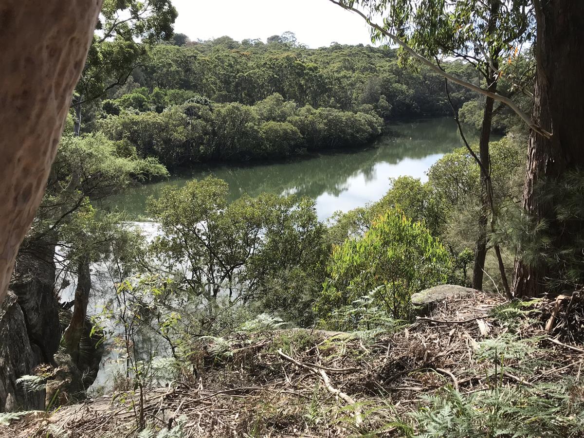 View of Lane Cove River