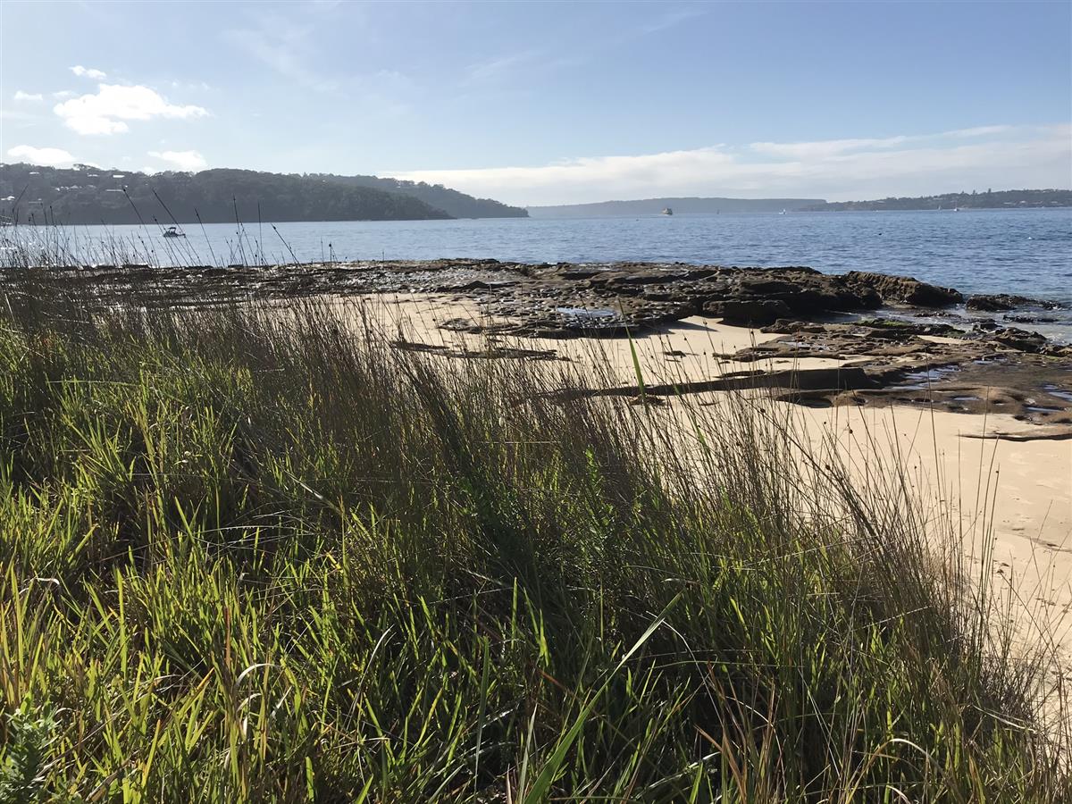 Bradleys Head Beach