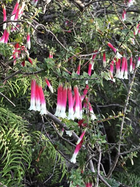 Fuschia Heath Closeup