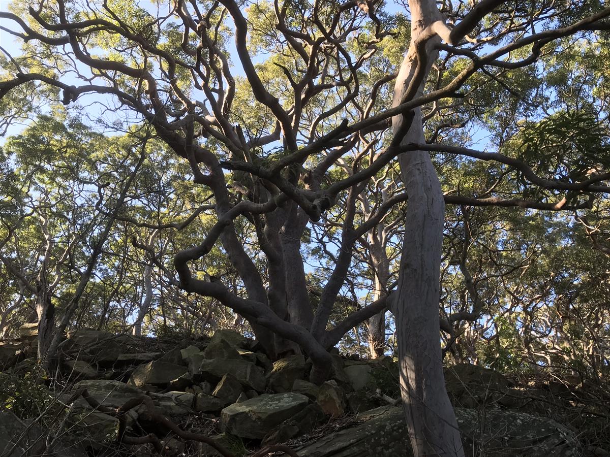 Sydney Red Gum Trees