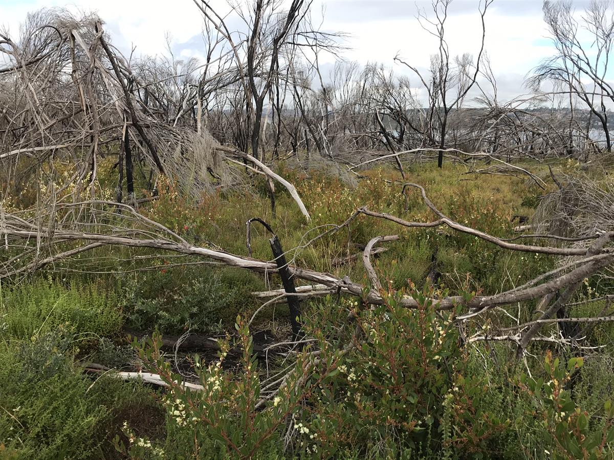 Bushland Spit Brdige to Manly Walk