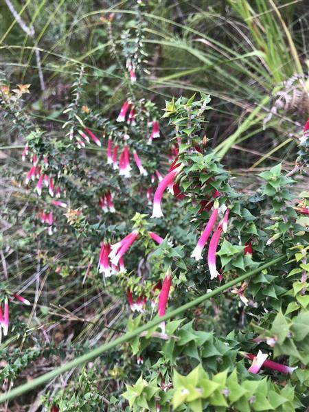 Fuscia Heath