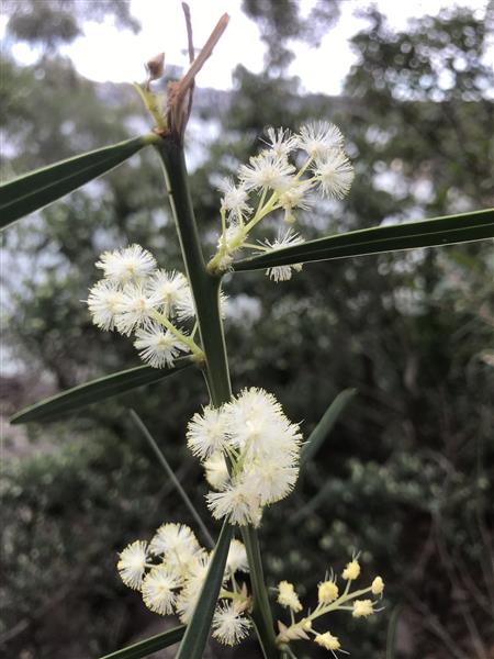 Sunshine Wattle