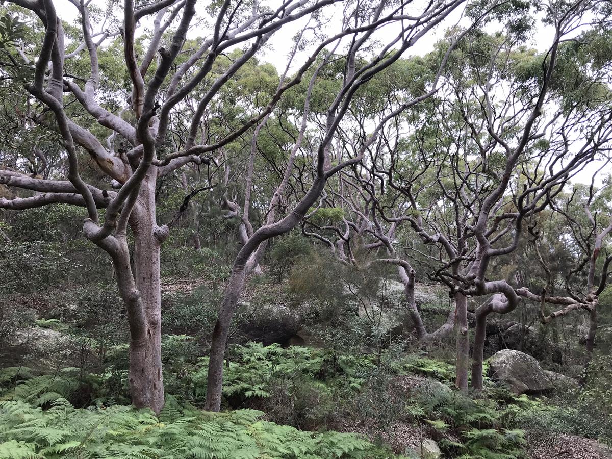 Sydney Red Gums Spit Bridge to Manly Walk