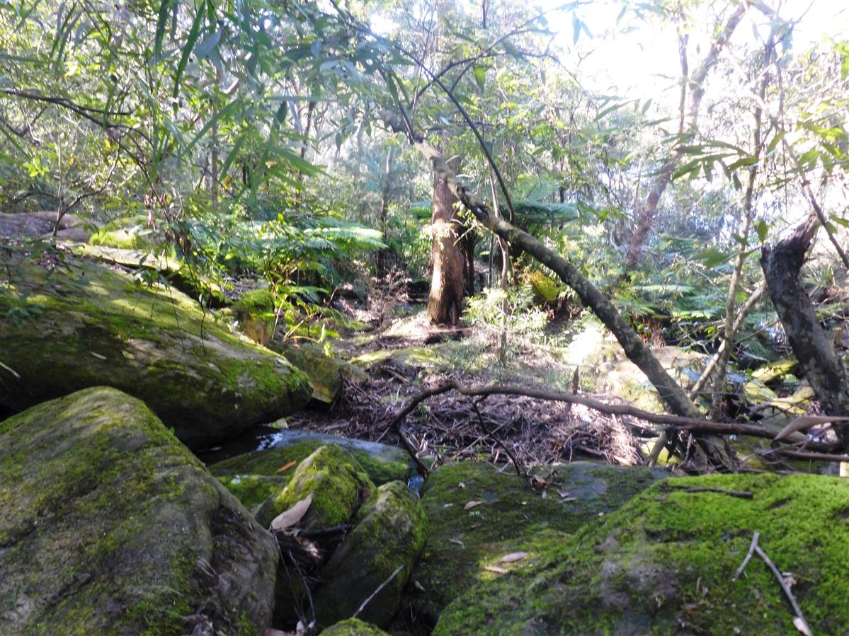 Waterfall moss