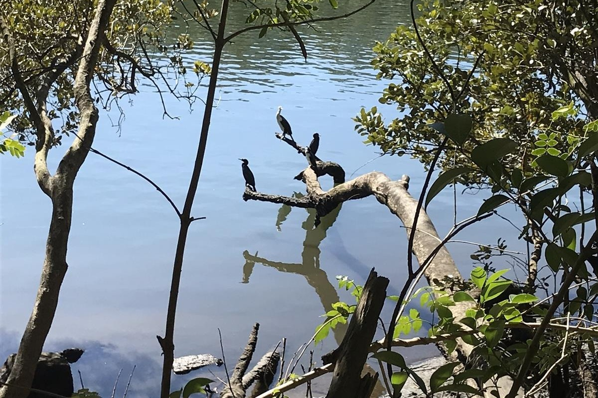 Cormorants Lane Cove National Park spring walk