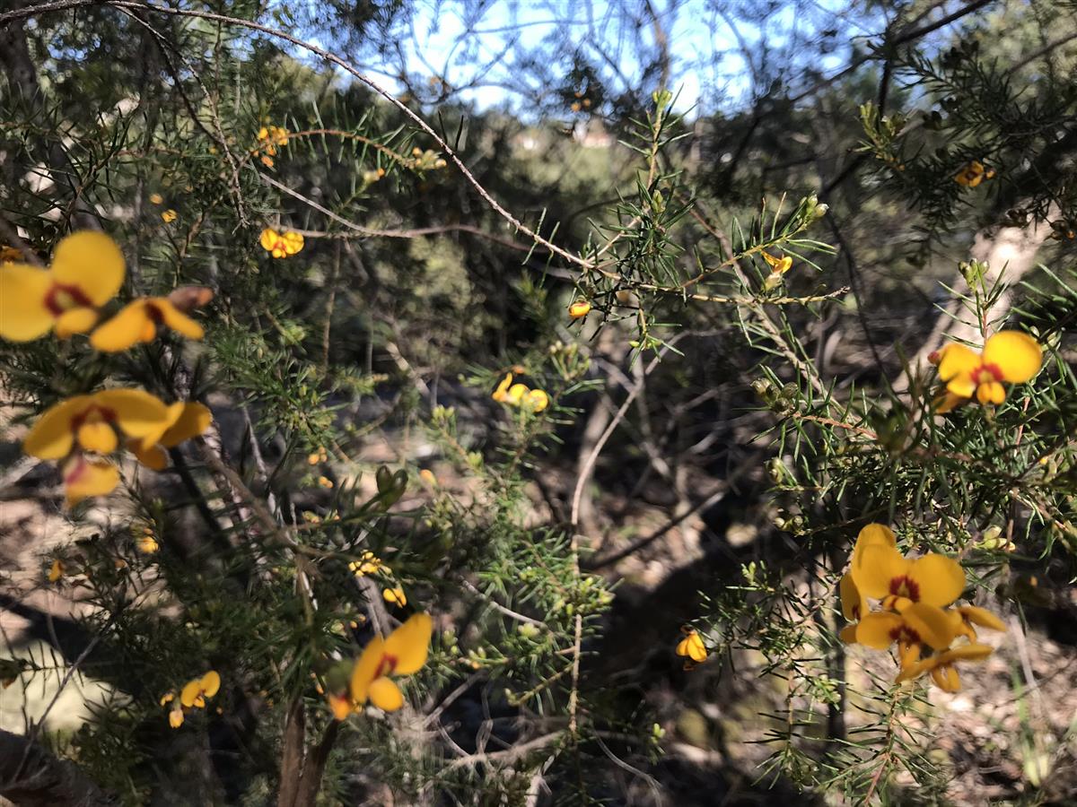 Healthy Parrot Pea in spring