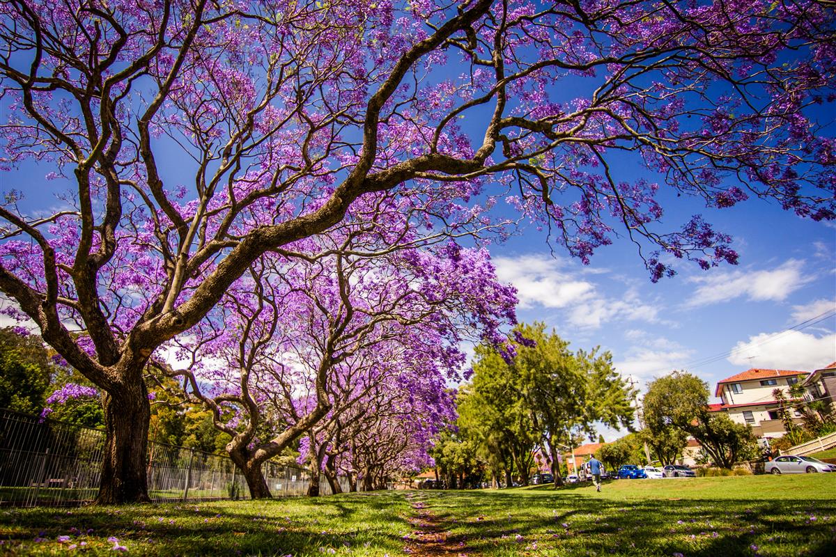 Jacaranda Trees Tim Cooper