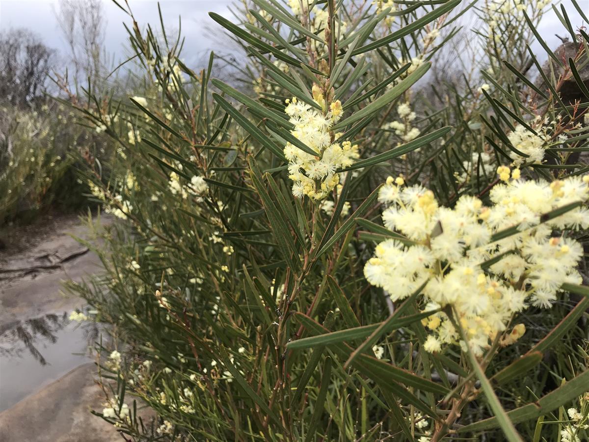 Sunshine Wattle