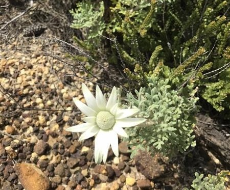 Flannel Flower