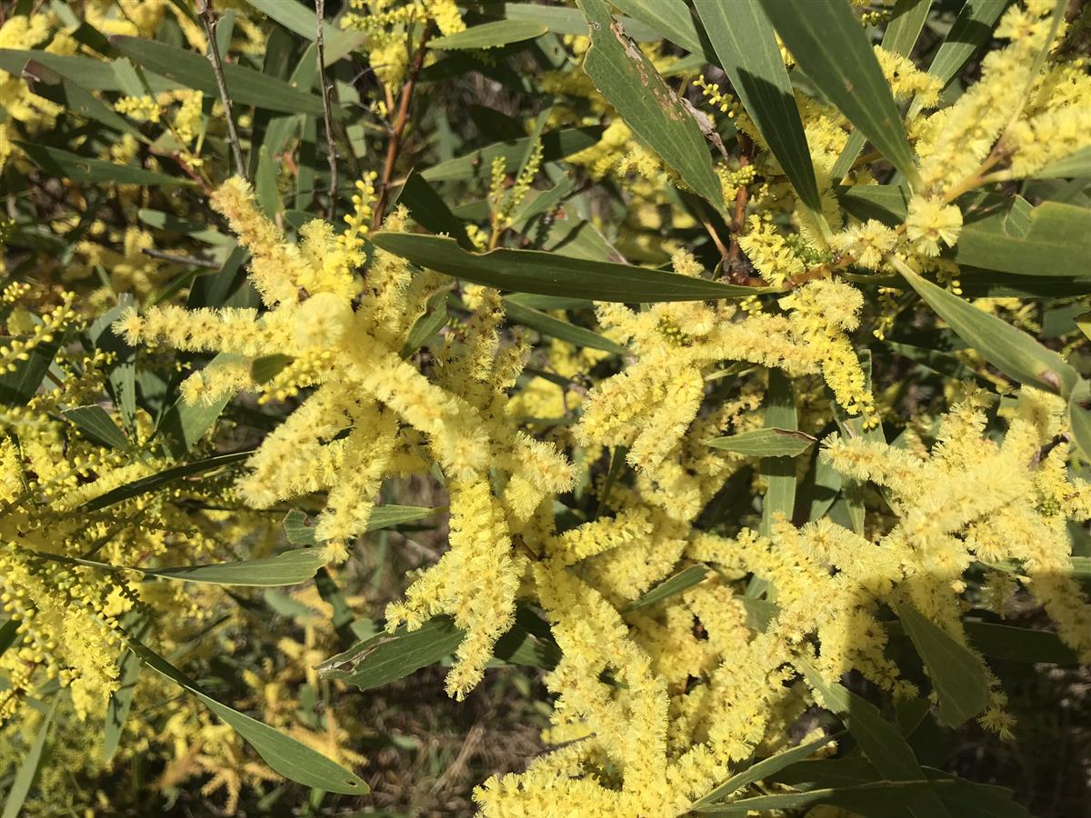 Sydney Golden Wattle