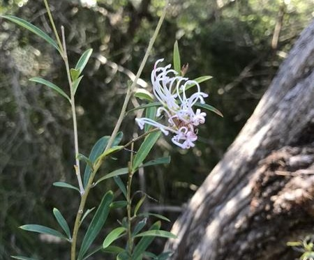 White Spider Flower