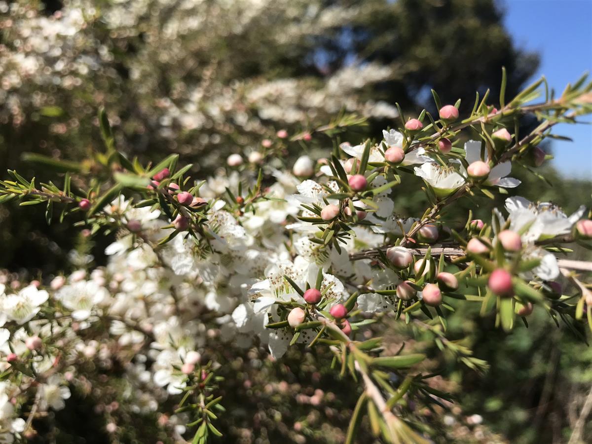 Flaky barked Tea Tree