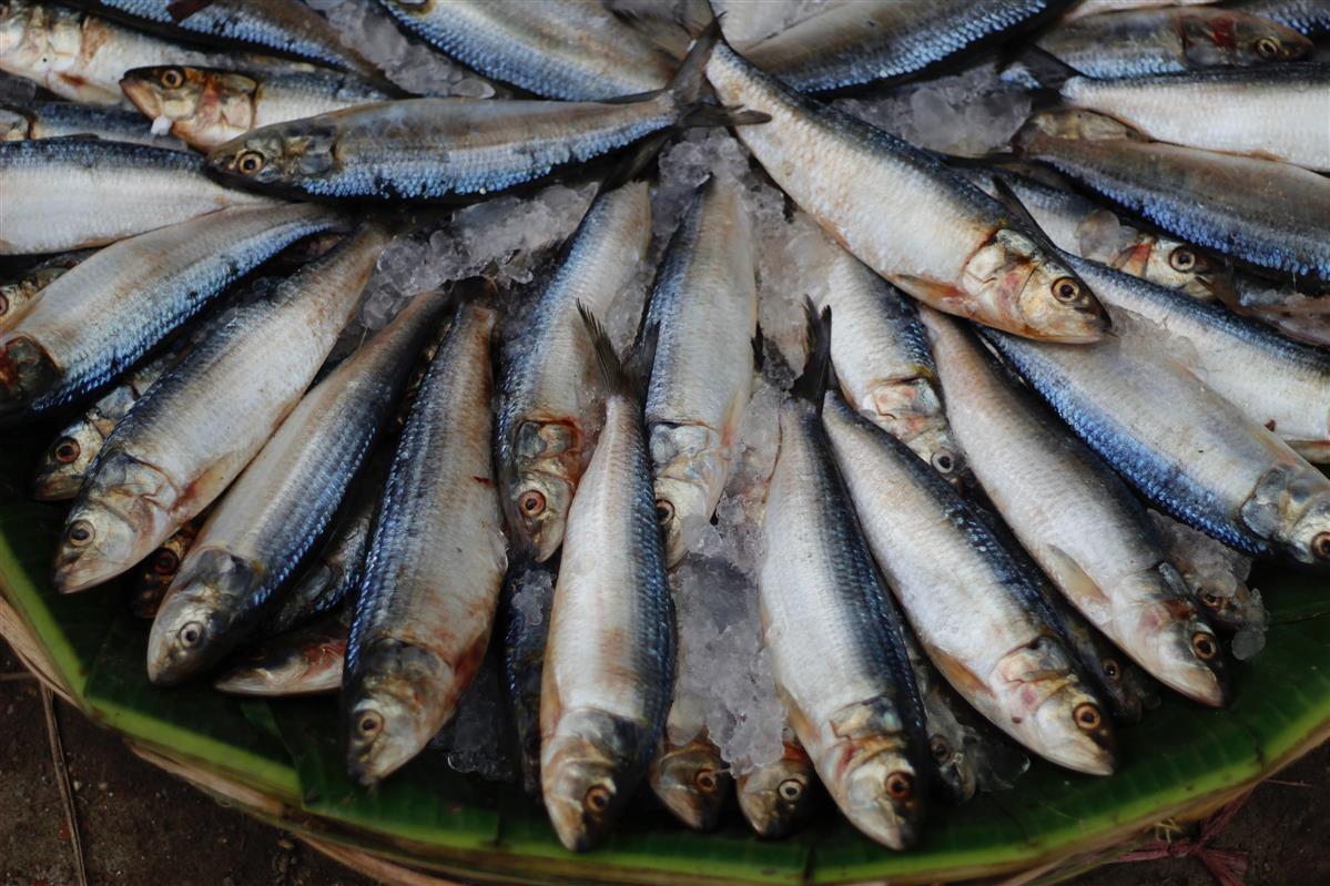 National Sardines Day November