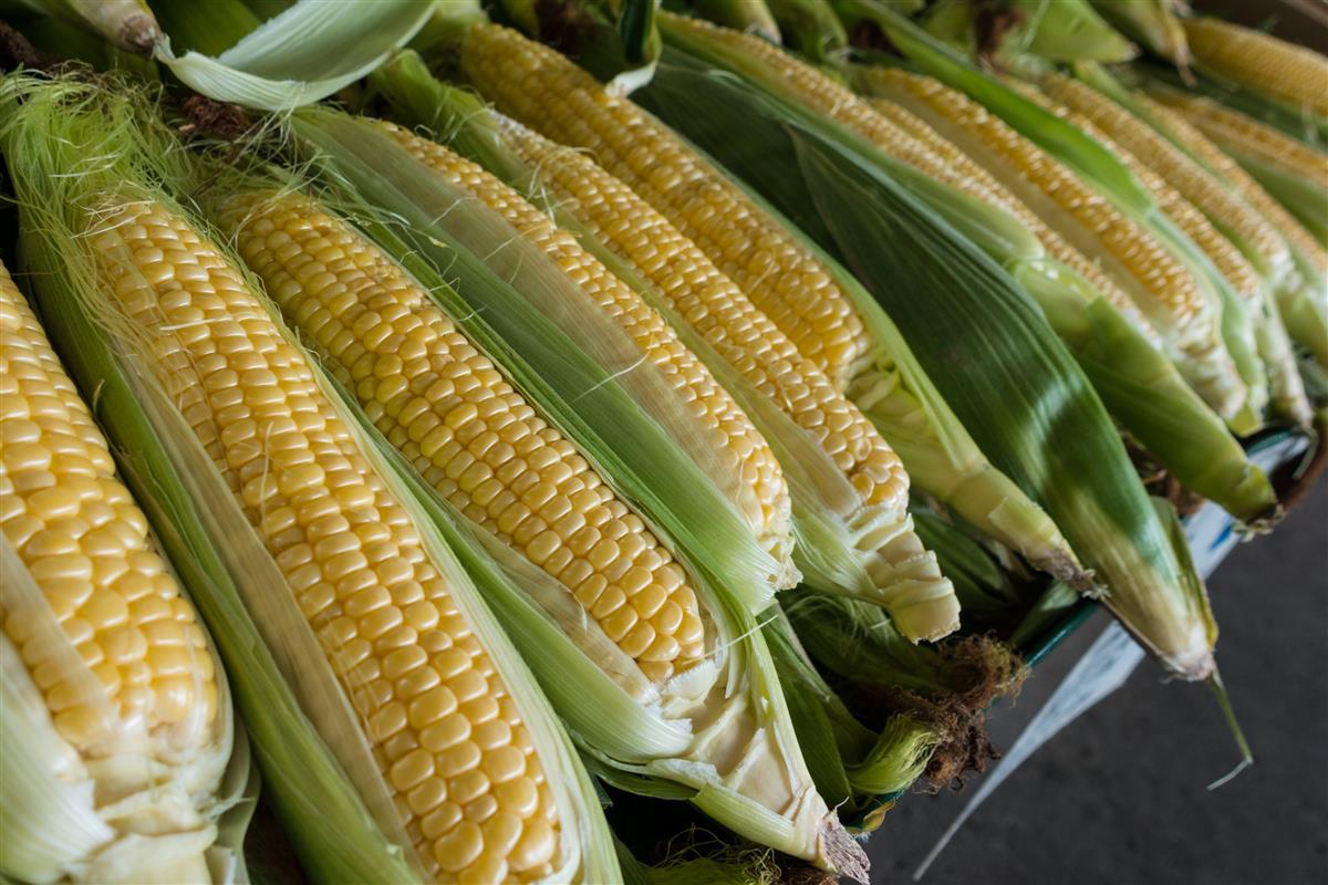 Corn on the cob day 11 june