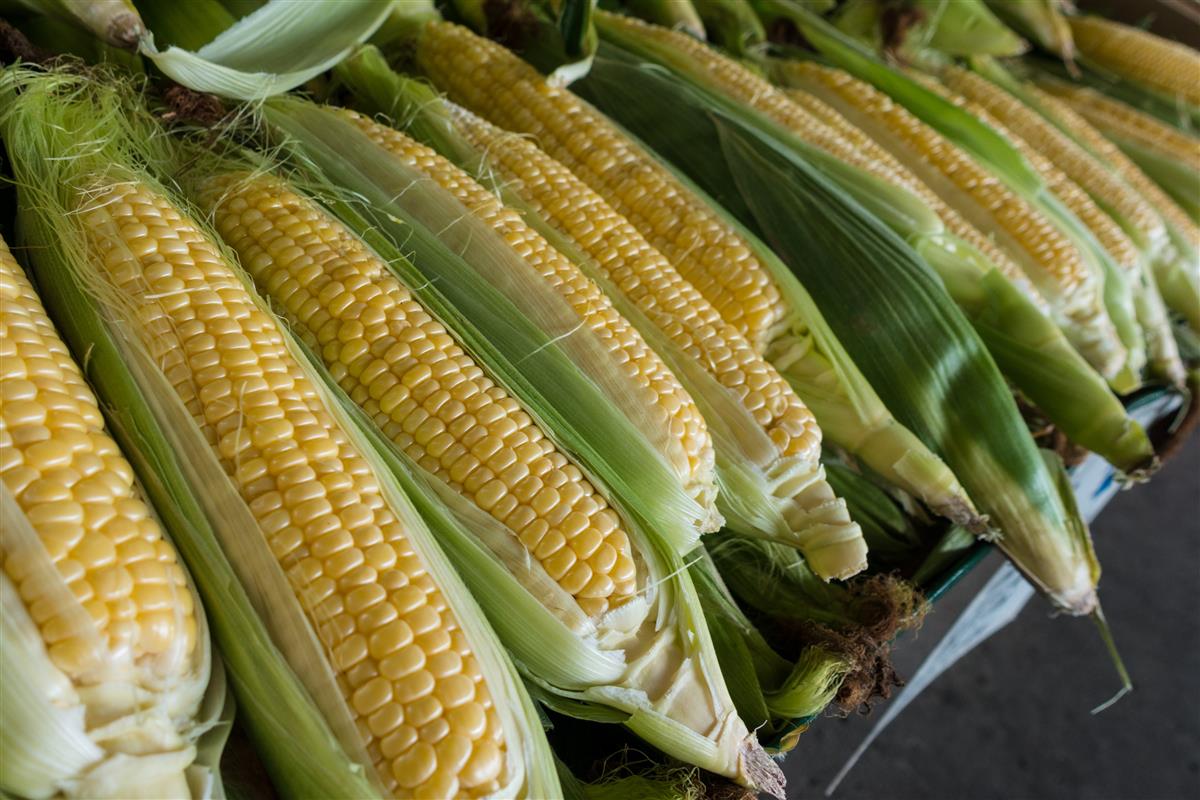 Corn on the cob day 11 june Corn on the cob day 11 june