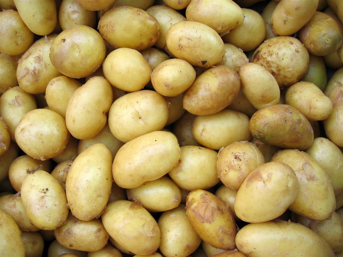 Potato Day 19 August