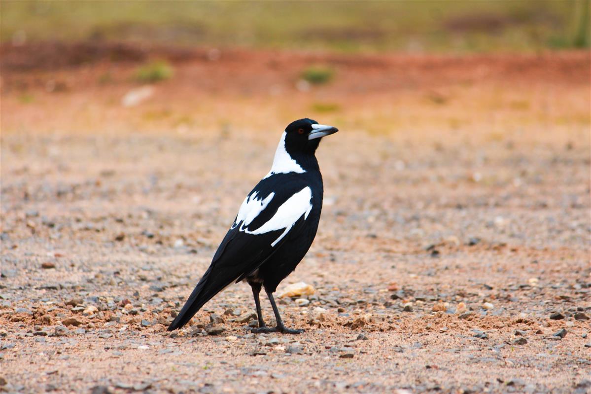 Sswooping magpie what to know Sswooping magpie what to know