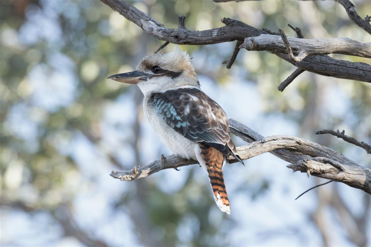 Kookaburra swooping season