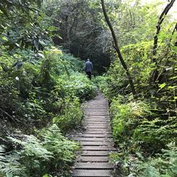 Lane Cove National Park Fairyland Loop Track