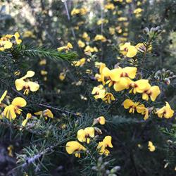 Top 9 wildflowers to spot in Sydney Harbour National Park