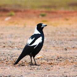 How to avoid getting swooped by a magpie when walking